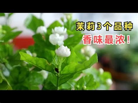 陽台種茉莉花風水